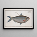 Clupea Thrissa, the sprat - Marcus Elieser Bloch — framed artwork on a wall