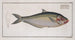 Clupea africana The African herring - Marcus Elieser Bloch — artwork view