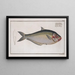 Clupea africana The African herring - Marcus Elieser Bloch — framed artwork on a wall