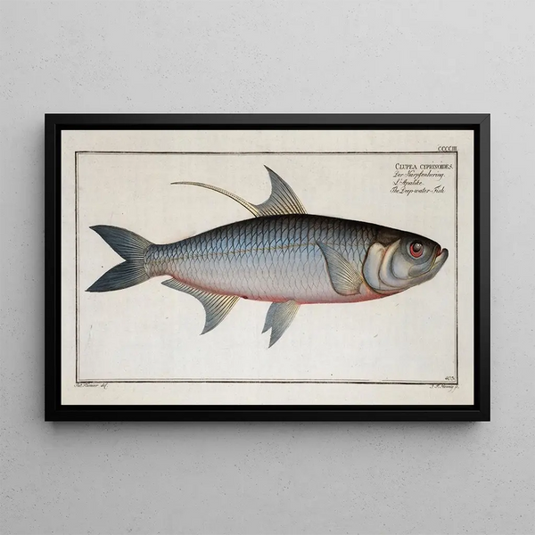 Clupea cyprinoides, the deep-sea fish - Marcus Elieser Bloch — framed artwork on a wall