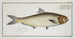 Clupea malabarica The Malabar Herring - Marcus Elieser Bloch — artwork view