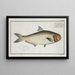 Clupea malabarica The Malabar Herring - Marcus Elieser Bloch — framed artwork on a wall