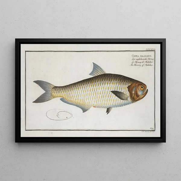 Clupea malabarica The Malabar Herring - Marcus Elieser Bloch — framed artwork on a wall