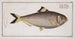 Clupea sinensis, the Chinese herring - Marcus Elieser Bloch — artwork view