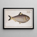 Clupea sinensis, the Chinese herring - Marcus Elieser Bloch — framed artwork on a wall