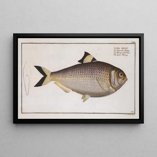 Clupea sinensis, the Chinese herring - Marcus Elieser Bloch — framed artwork on a wall