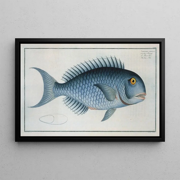 Coryphaena coerulea The Blue Fish - Marcus Elieser Bloch — framed artwork on a wall
