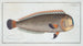 Coryphaena pentadactyla - Marcus Elieser Bloch — artwork view