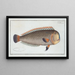 Coryphaena pentadactyla - Marcus Elieser Bloch — framed artwork on a wall