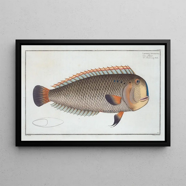Coryphaena pentadactyla - Marcus Elieser Bloch — framed artwork on a wall