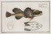 Cottus quadricornis, the horned sculpin - Marcus Elieser Bloch — artwork view
