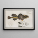 Cottus quadricornis, the horned sculpin - Marcus Elieser Bloch — framed artwork on a wall