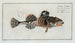 Cottus Scorpius Le Père Lascher - Marcus Elieser Bloch — artwork view