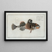Cottus Scorpius Le Père Lascher - Marcus Elieser Bloch — framed artwork on a wall