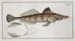 Cottus scaber - Marcus Elieser Bloch — artwork view