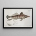 Cottus scaber - Marcus Elieser Bloch — framed artwork on a wall