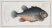 Cyclopterus lumpus The Lump - Marcus Elieser Bloch — artwork view