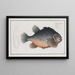 Cyclopterus lumpus The Lump - Marcus Elieser Bloch — framed artwork on a wall