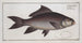 Cymbrinus fimbriatus, the franged carp - Marcus Elieser Bloch — artwork view