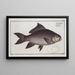 Cymbrinus fimbriatus, the franged carp - Marcus Elieser Bloch — framed artwork on a wall