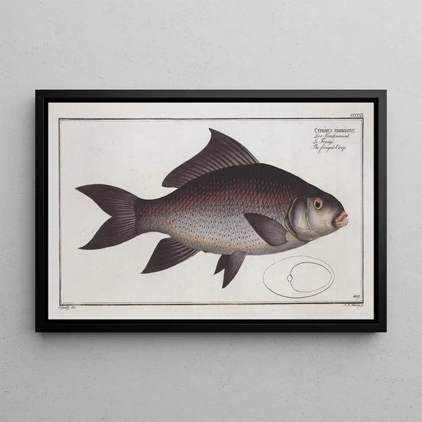 Cymbrinus fimbriatus, the franged carp - Marcus Elieser Bloch — framed artwork on a wall