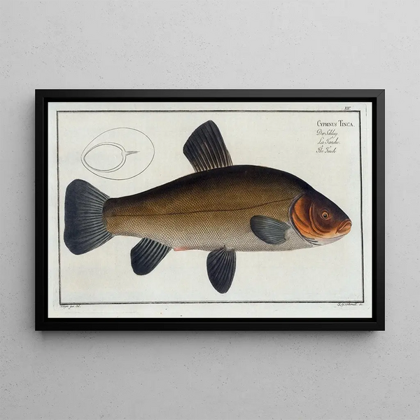 Cyprinus tinca, the tench - Marcus Elieser Bloch — framed artwork on a wall