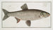 Cyprinus Aspius L'Aspius - Marcus Elieser Bloch — artwork view