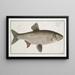 Cyprinus Aspius L'Aspius - Marcus Elieser Bloch — framed artwork on a wall