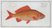 Cyprinus auratus, the goldfish - Marcus Elieser Bloch — artwork view