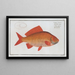 Cyprinus auratus, the goldfish - Marcus Elieser Bloch — framed artwork on a wall