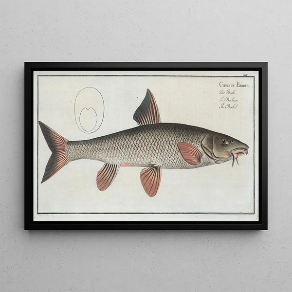 Cyprinus Barbus The barbel - Marcus Elieser Bloch — framed artwork on a wall