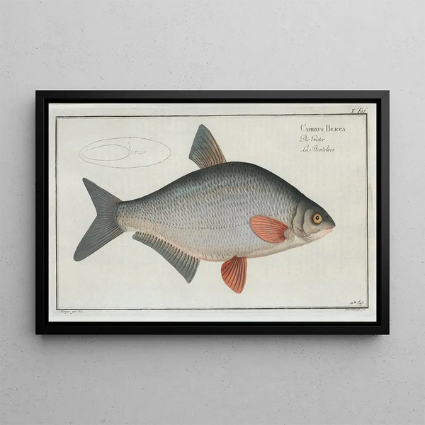 Cyprinus Blicca, le Blicca - Marcus Elieser Bloch — framed artwork on a wall