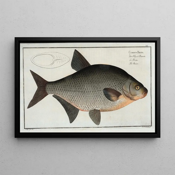 Cyprinus Brama La Brème - Marcus Elieser Bloch — framed artwork on a wall