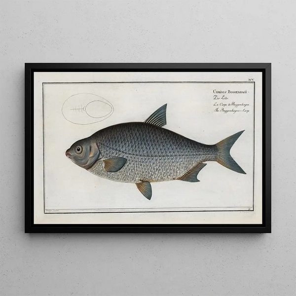 Cyprinus Buggenhagii, the Buggenhagen carp - Marcus Elieser Bloch — framed artwork on a wall