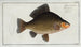 Cyprinus carassius, the crucian carp - Marcus Elieser Bloch — artwork view