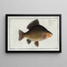 Cyprinus carassius, the crucian carp - Marcus Elieser Bloch — framed artwork on a wall