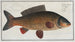 Cyprinus carpio The carp - Marcus Elieser Bloch — artwork view