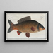 Cyprinus carpio The carp - Marcus Elieser Bloch — framed artwork on a wall