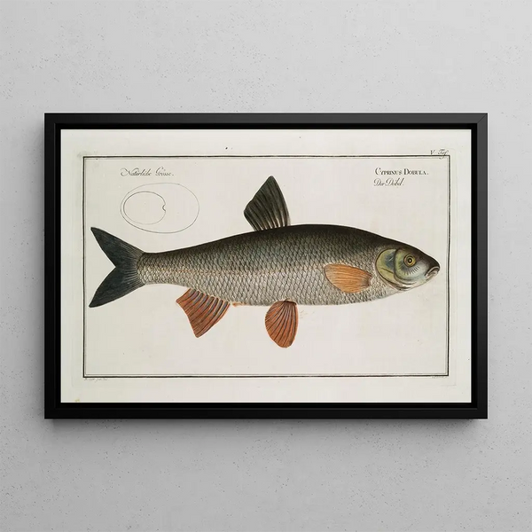 Cyprinus Dobula Le dobula - Marcus Elieser Bloch — framed artwork on a wall
