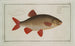 Cyprinus Erythrophthalmus Erythrophtalmus Le Gardon - Marcus Elieser Bloch — artwork view