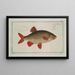 Cyprinus Erythrophthalmus Erythrophtalmus Le Gardon - Marcus Elieser Bloch — framed artwork on a wall