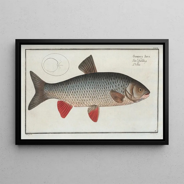 Cyprinus Idus, the carp Idus - Marcus Elieser Bloch — framed artwork on a wall