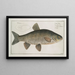 Cyprinus jeses The chub - Marcus Elieser Bloch — framed artwork on a wall