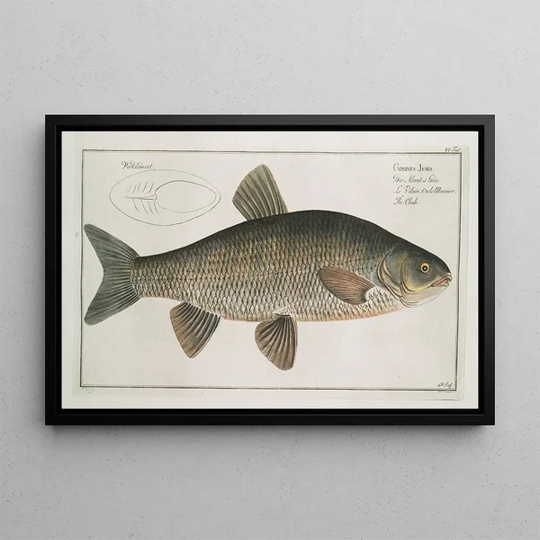 Cyprinus jeses The chub - Marcus Elieser Bloch — framed artwork on a wall