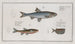 Cyprinus Leuciscus Le Dace 2 Cyprinus Aphya Le Spirling 3 Gasteropelecus Le HatchetBelly - Marcus Elieser Bloch — artwork view