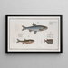 Cyprinus Leuciscus Le Dace 2 Cyprinus Aphya Le Spirling 3 Gasteropelecus Le HatchetBelly - Marcus Elieser Bloch — framed artwork on a wall