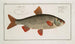 Cyprinus Rutilus, The Gudgeon - Marcus Elieser Bloch — artwork view