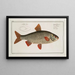 Cyprinus Rutilus, The Gudgeon - Marcus Elieser Bloch — framed artwork on a wall