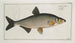 Cyprinus Vimba The Vimba - Marcus Elieser Bloch — artwork view