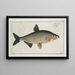Cyprinus Vimba The Vimba - Marcus Elieser Bloch — framed artwork on a wall